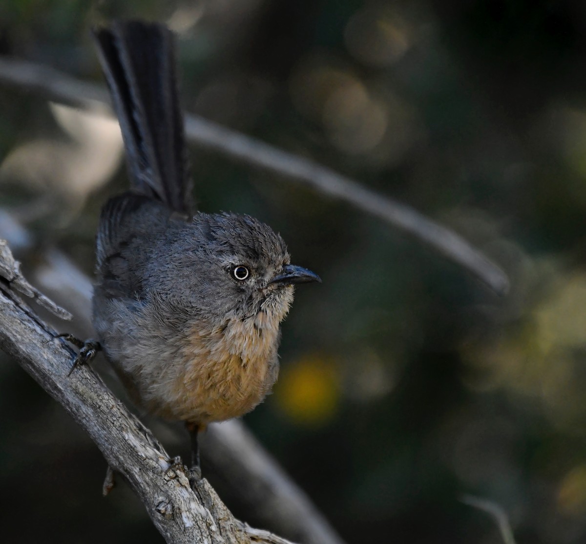 Wrentit - ML592242241