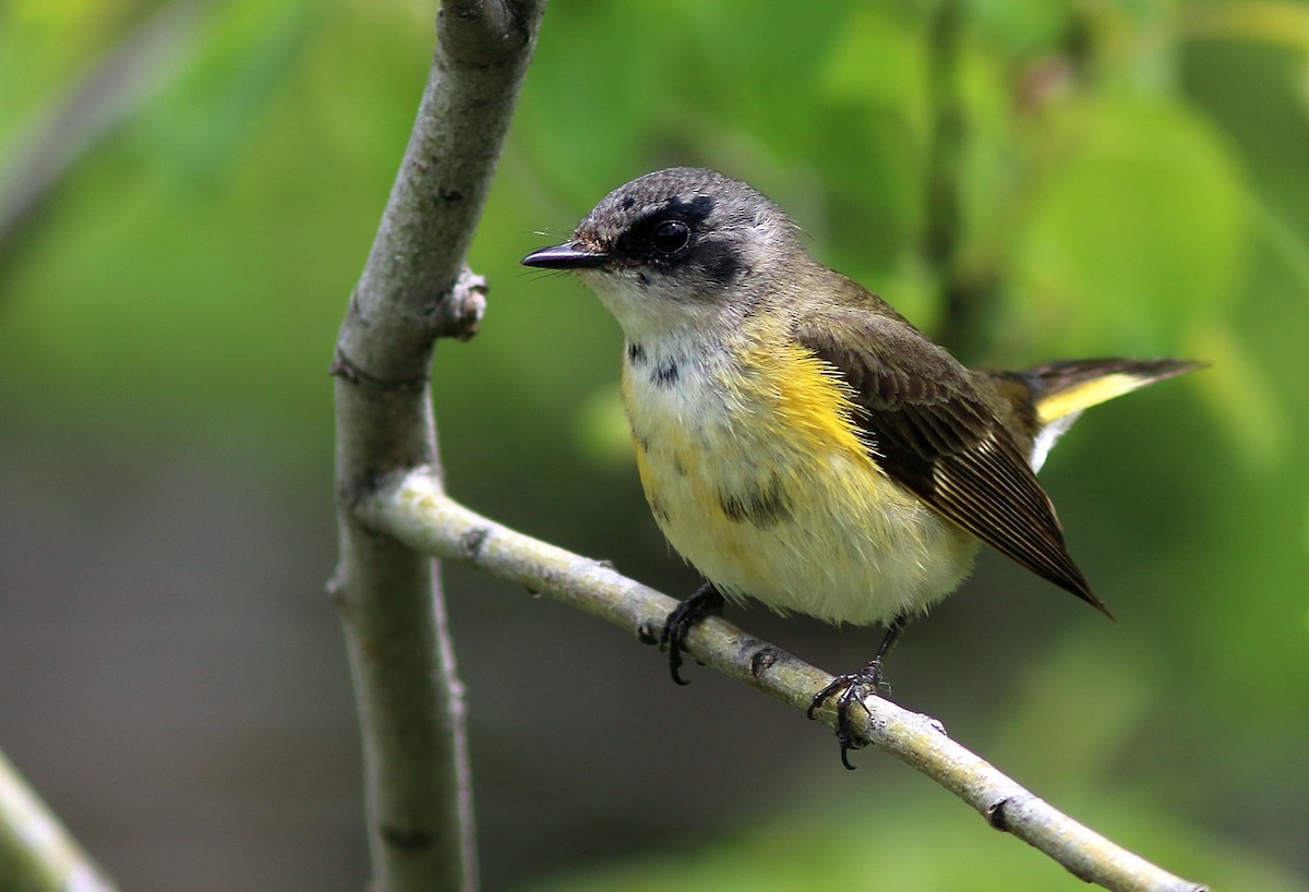American Redstart - Yves Gauthier (Mtl)