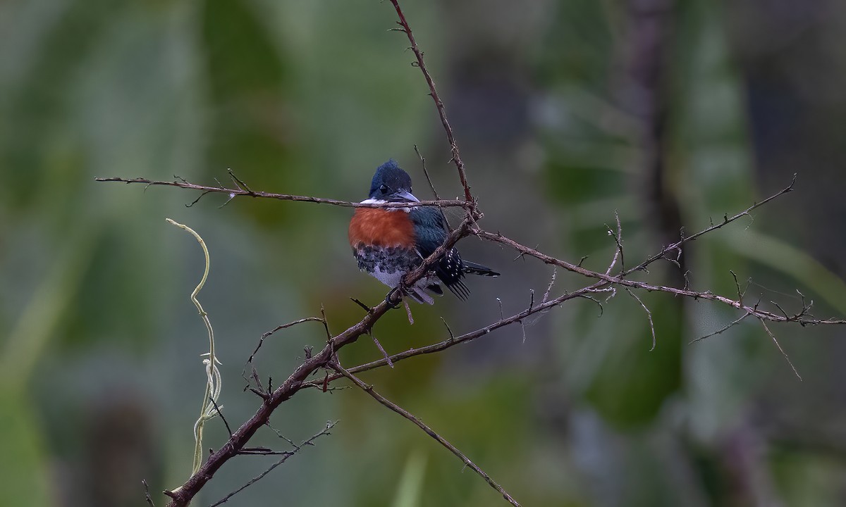 Green Kingfisher - ML592242461