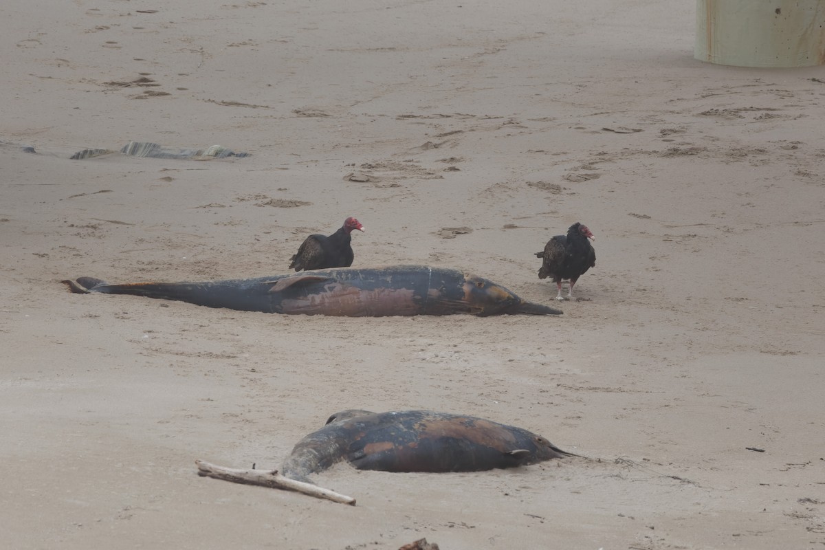 Turkey Vulture - ML592242881