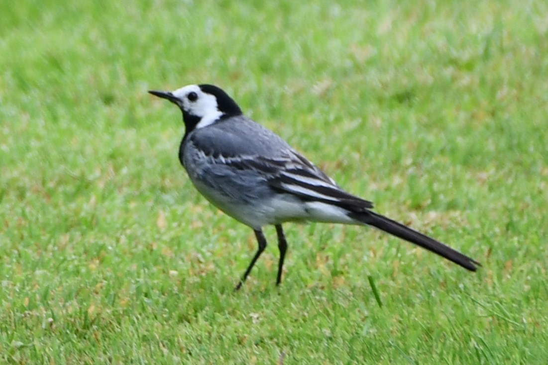 White Wagtail - ML592243411