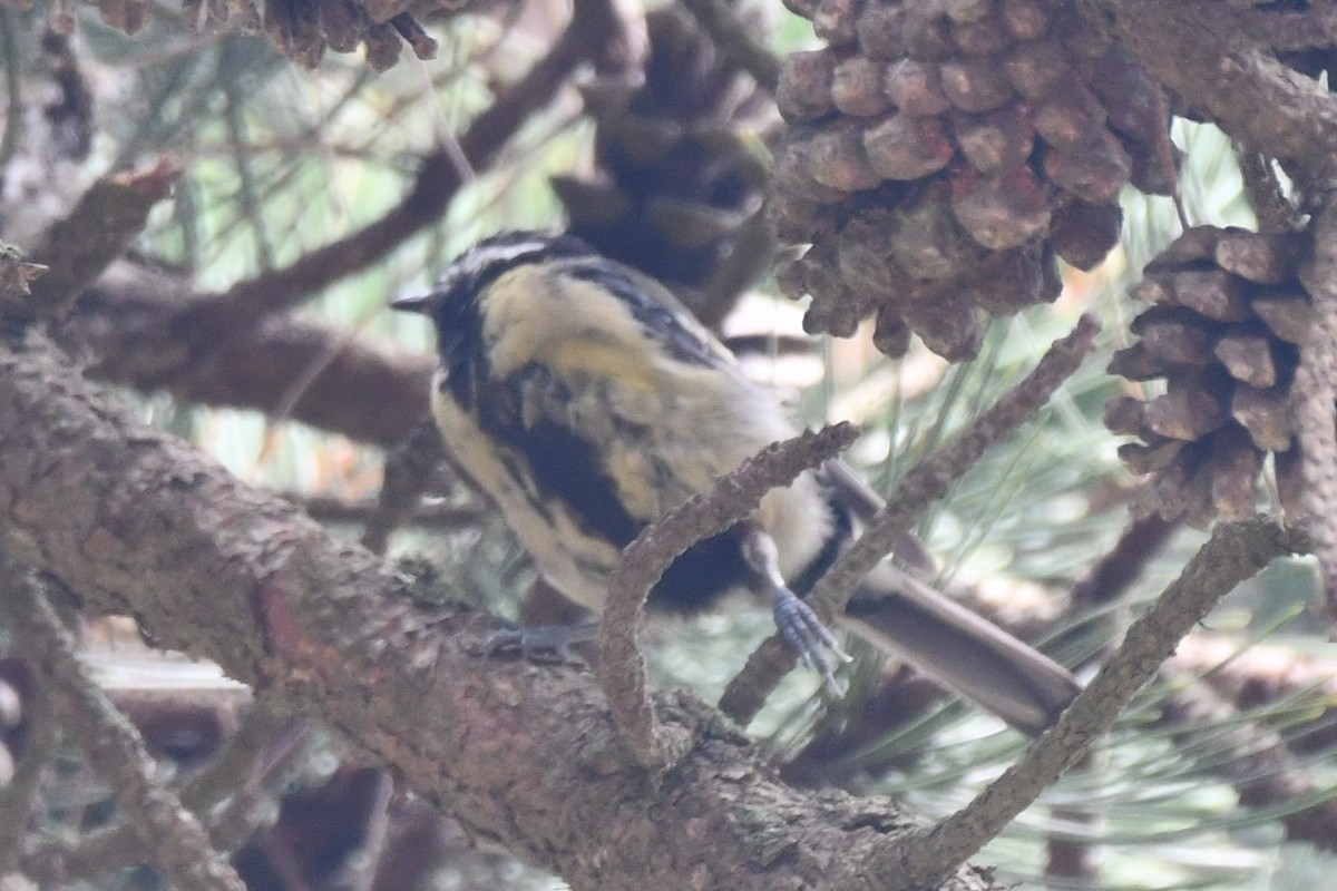 Mésange charbonnière - ML592244131