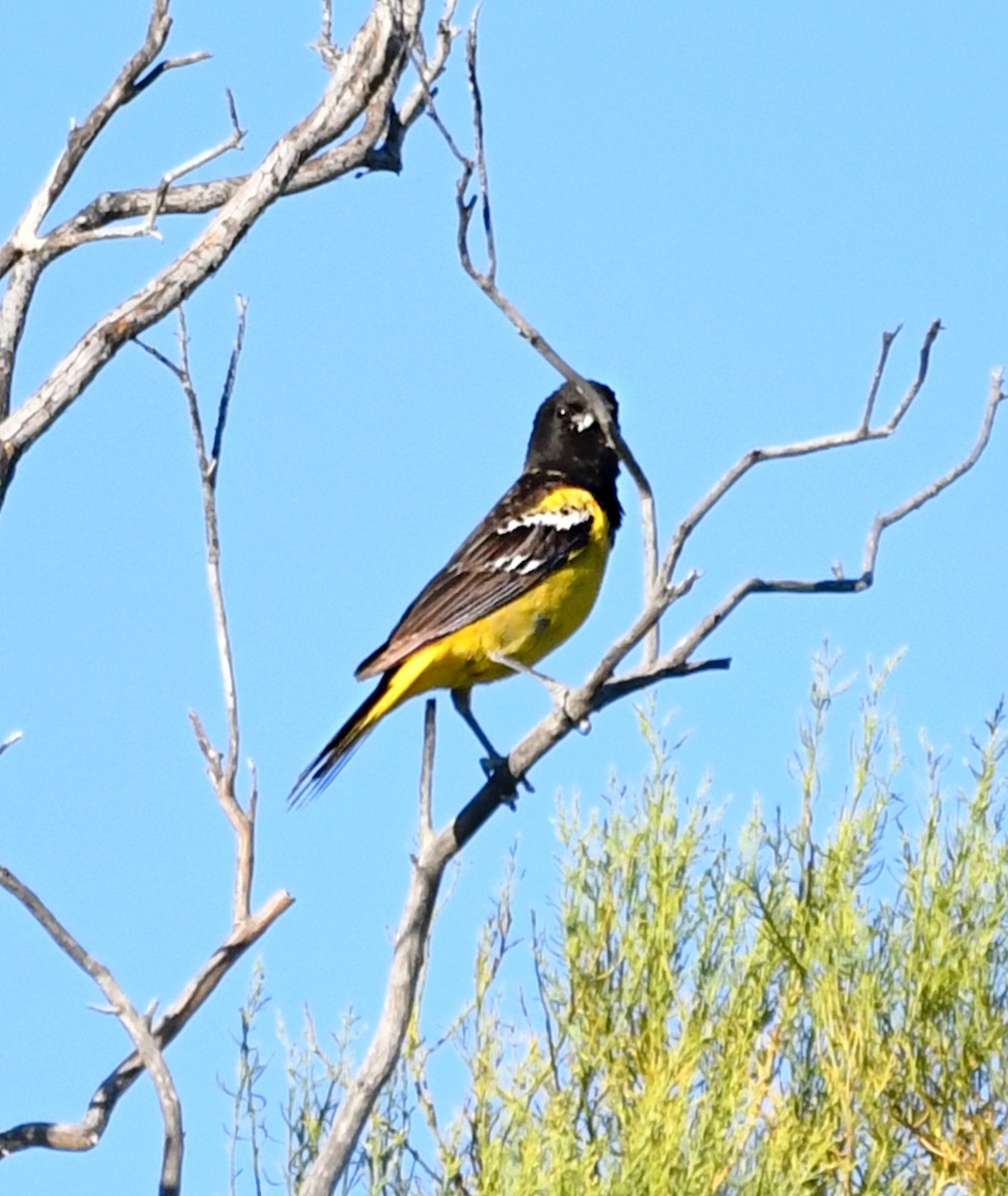 Scott's Oriole - ML592244231