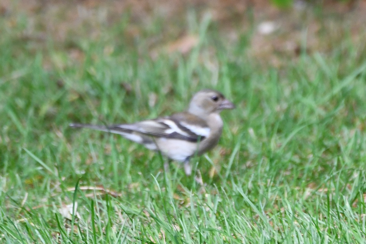 Common Chaffinch - ML592245031