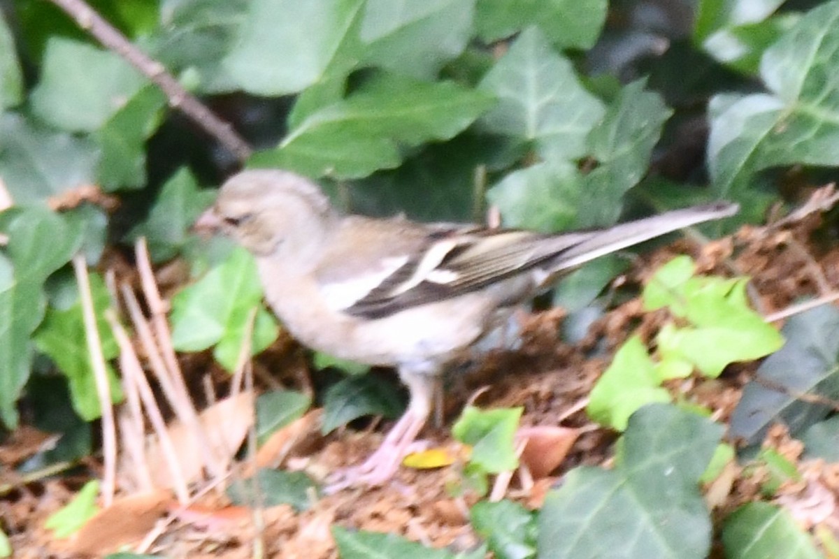 Common Chaffinch - ML592245041