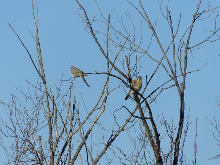 Mourning Dove - Steve Glover