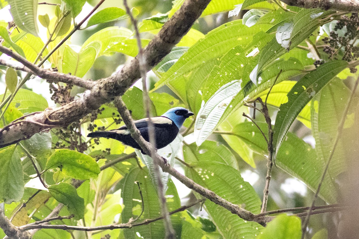 Blue-necked Tanager - Jeff 'JP' Peters