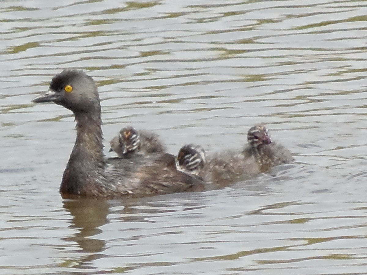 Least Grebe - ML592246341