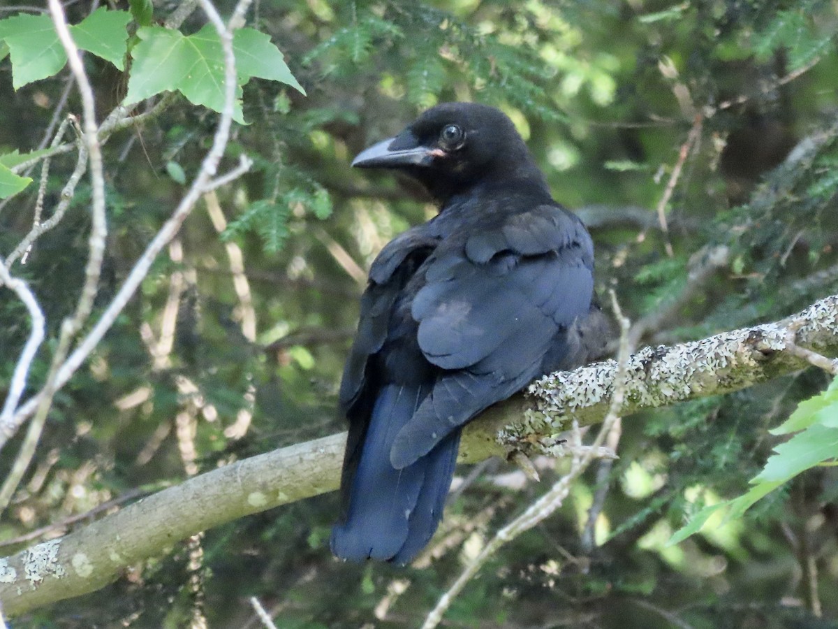 American Crow - ML592246781