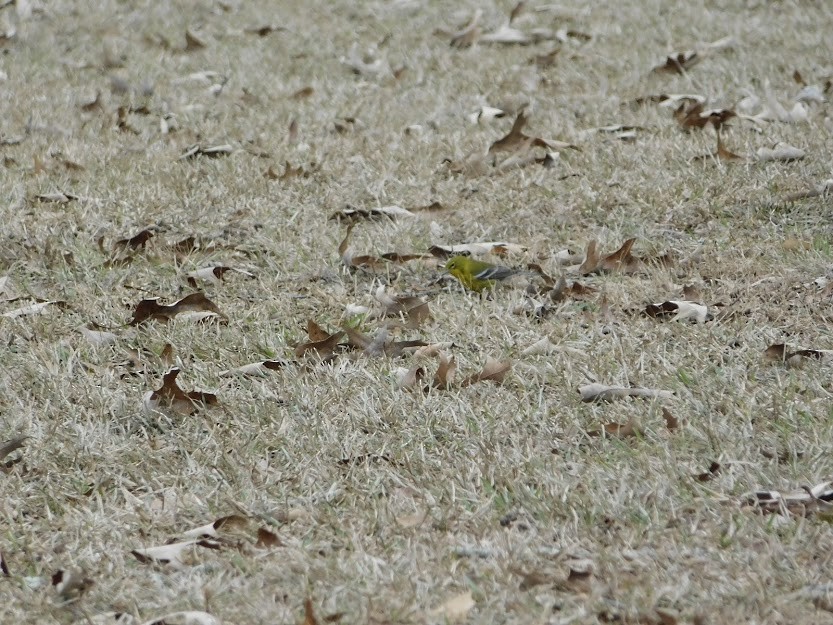 Pine Warbler - ML592246951