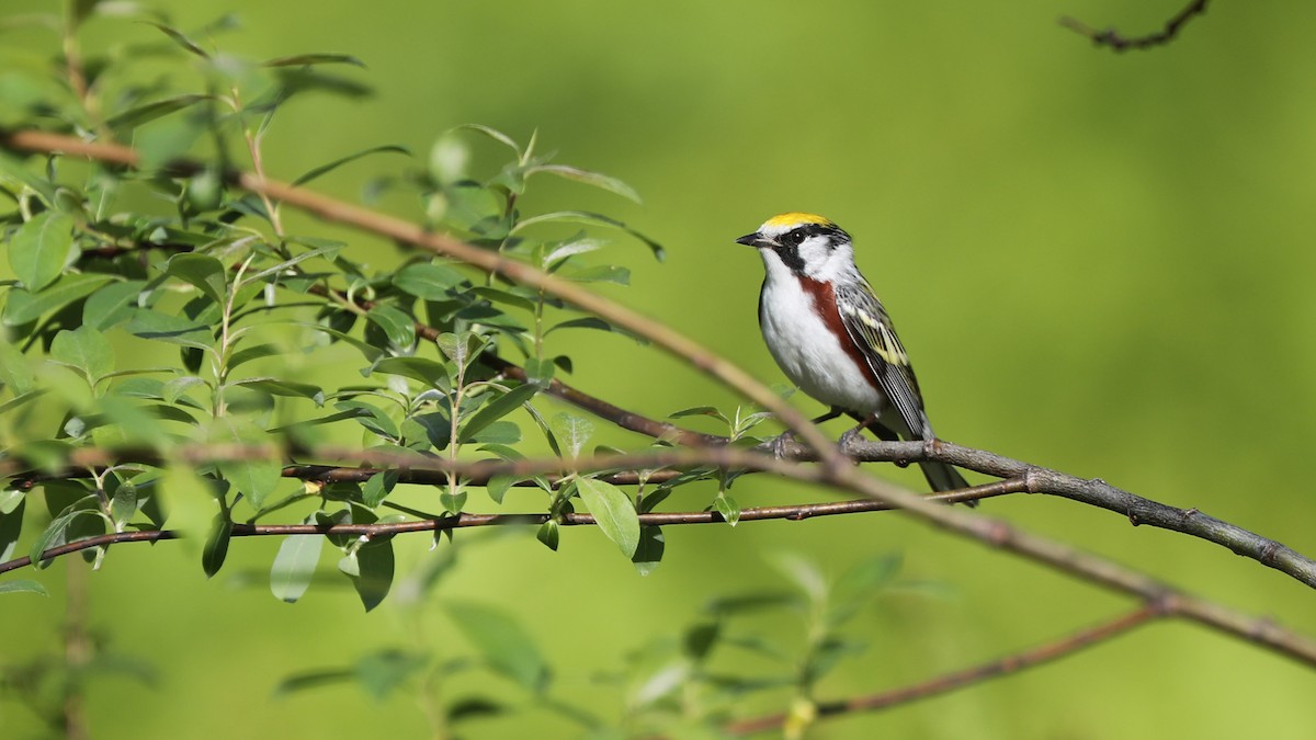 Chestnut-sided Warbler - Daniel Jauvin