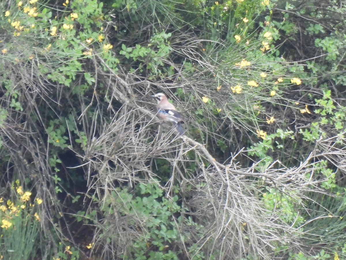 Eurasian Jay - ML592248991