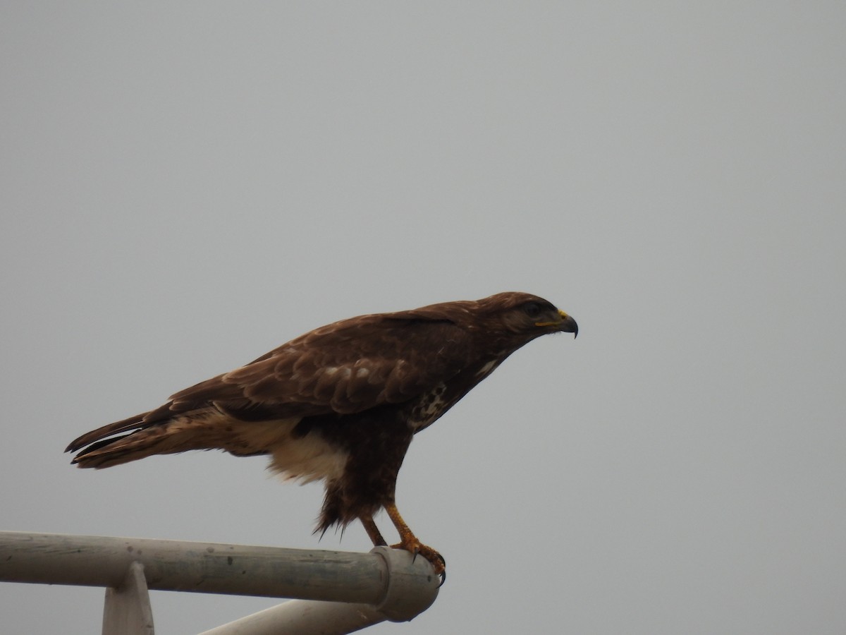 Common Buzzard - Justin Streit