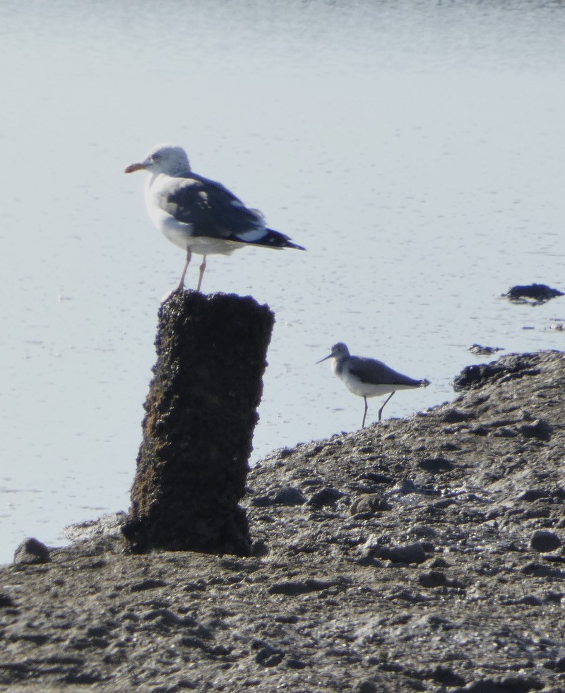 Common Greenshank - Deb Weltsch