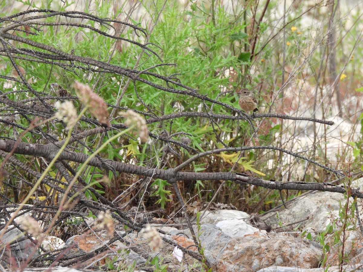 European Stonechat - ML592249631