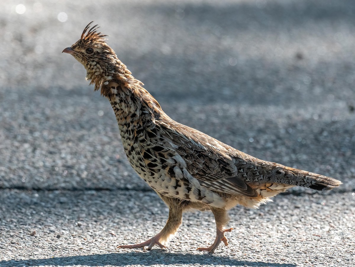 Ruffed Grouse - ML592249831