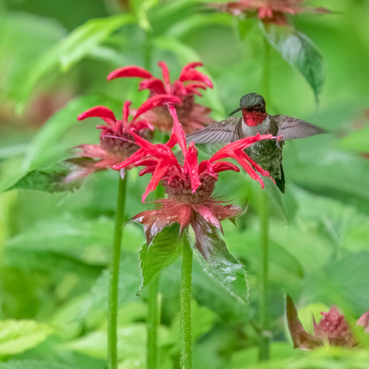 Ruby-throated Hummingbird - Marcia Hagwood