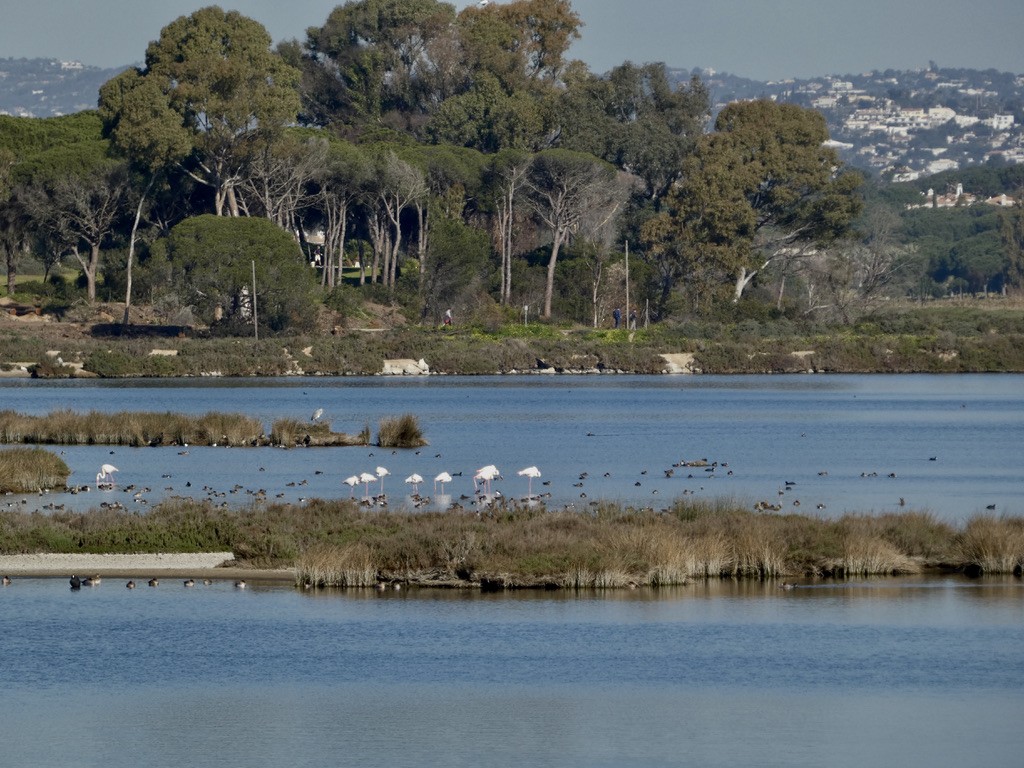 Eurasian Wigeon - ML592251191