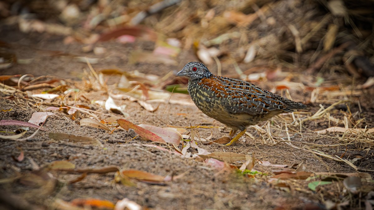 Painted Buttonquail - Rodney Baker