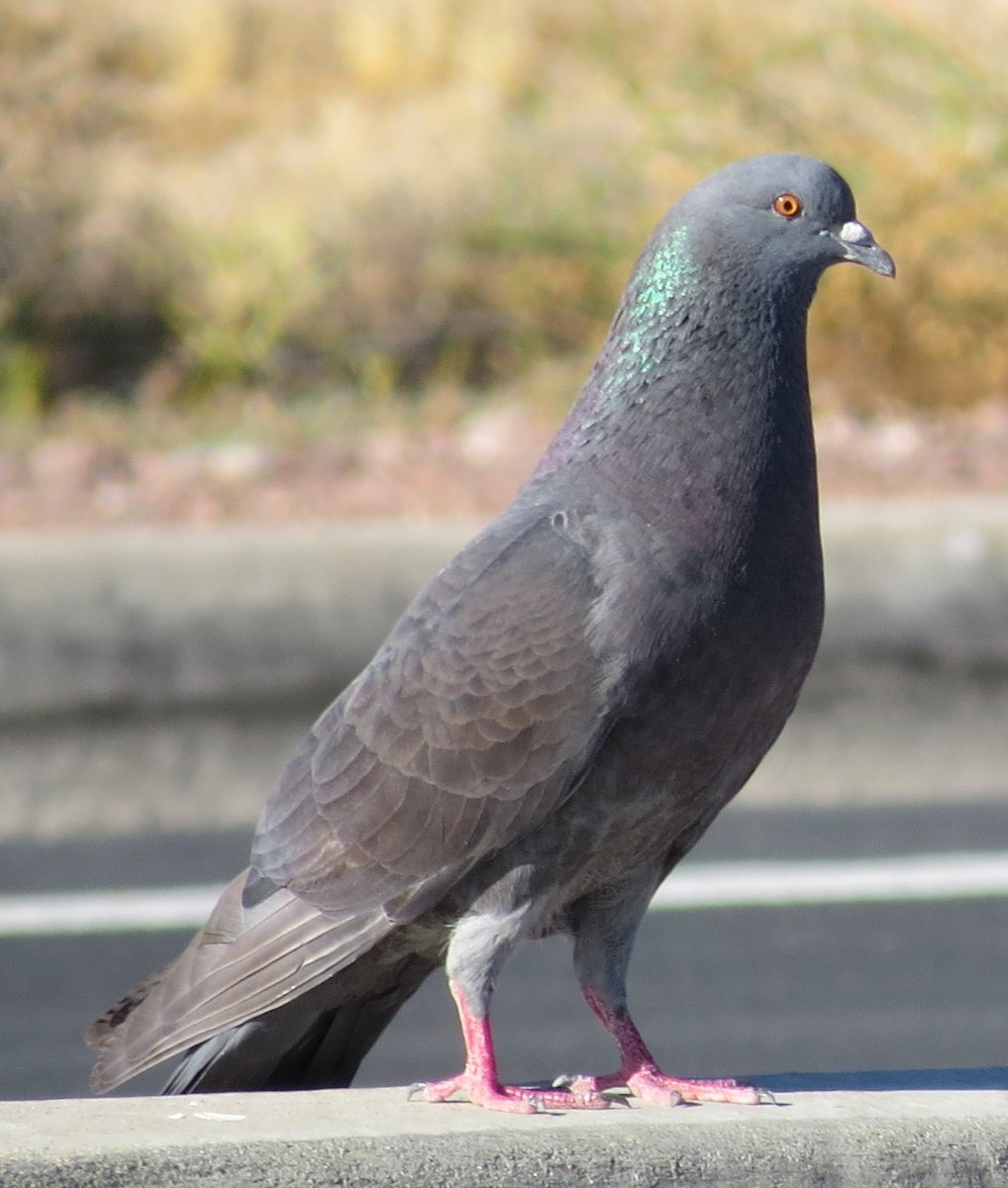 Rock Pigeon (Feral Pigeon) - ML592253571