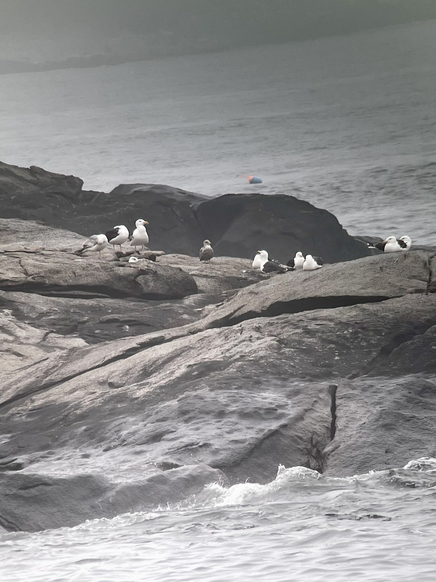 Great Black-backed Gull - ML592253981