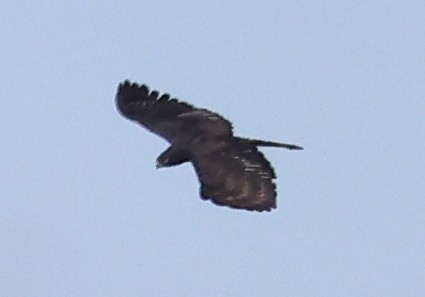 Black Hawk-Eagle - ML592254241