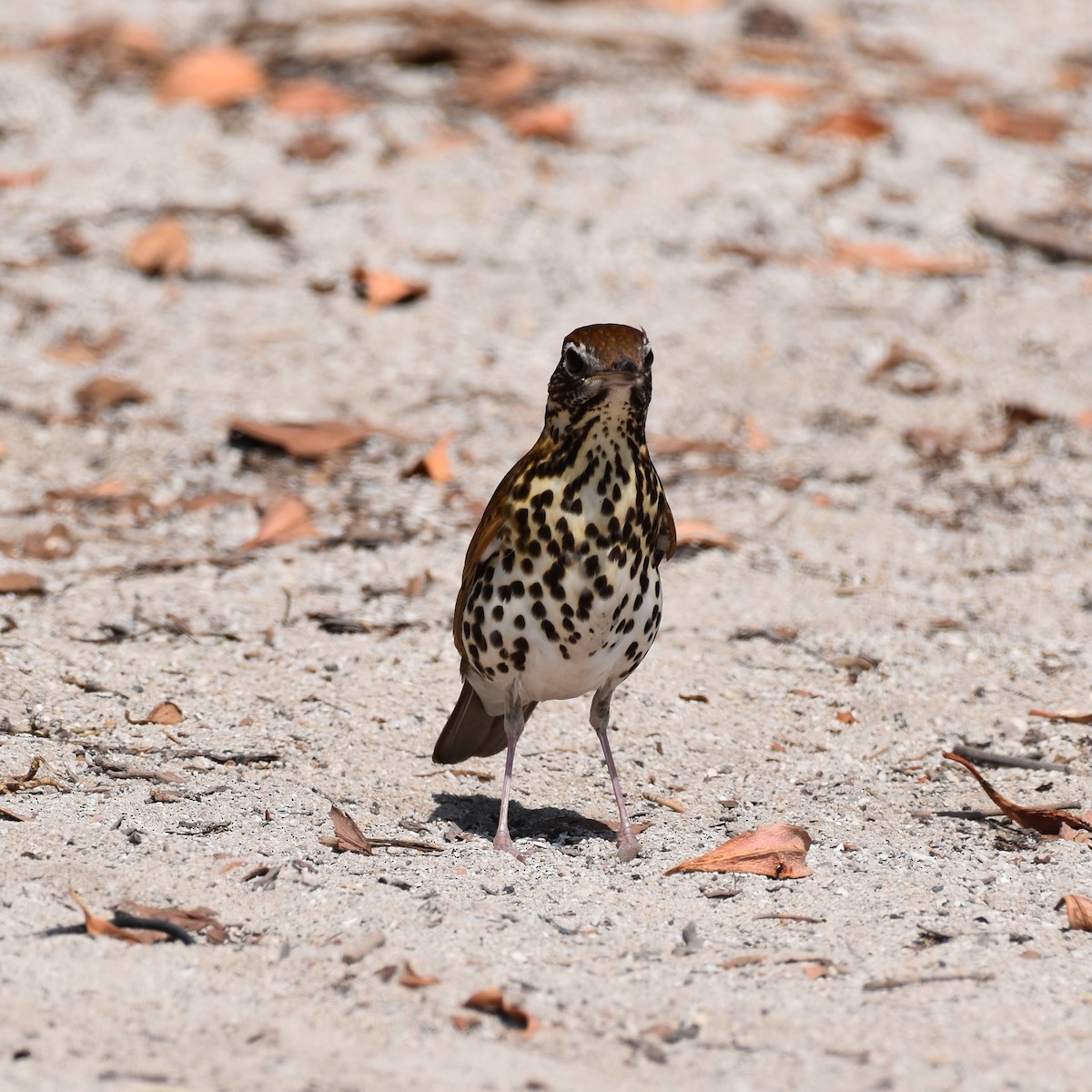 Wood Thrush - ML592254451