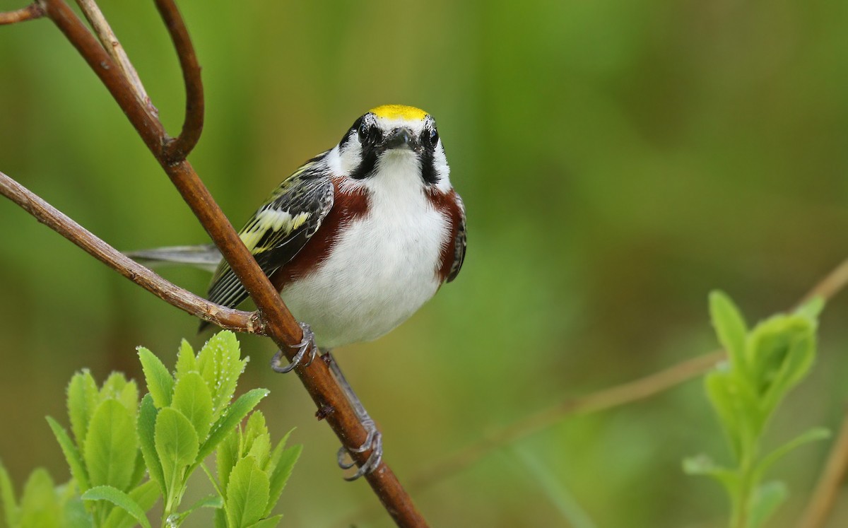 Chestnut-sided Warbler - Ryan Schain