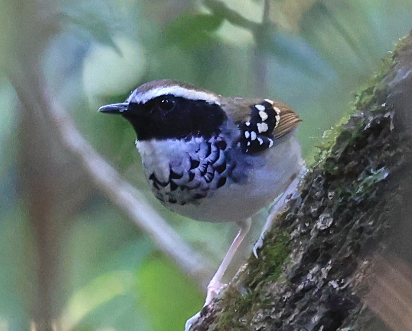 White-bibbed Antbird - ML592254701