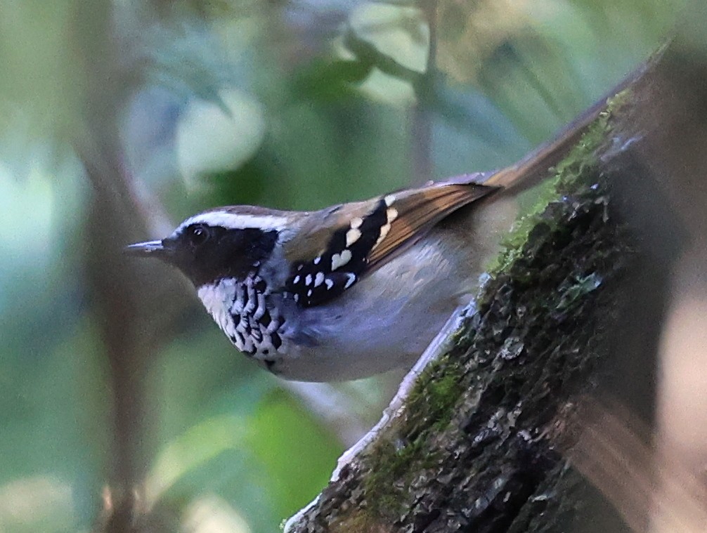 White-bibbed Antbird - ML592254711