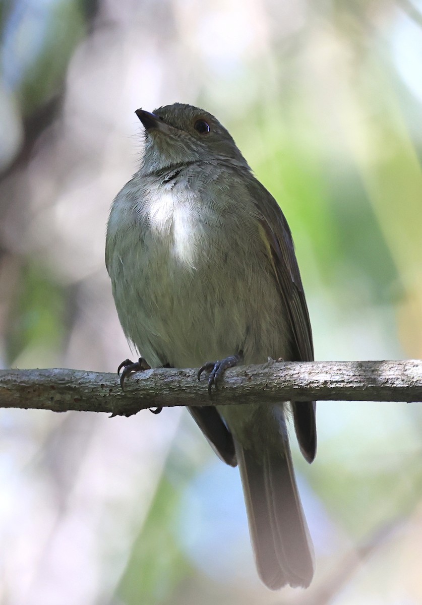 Pale-bellied Tyrant-Manakin - ML592255071
