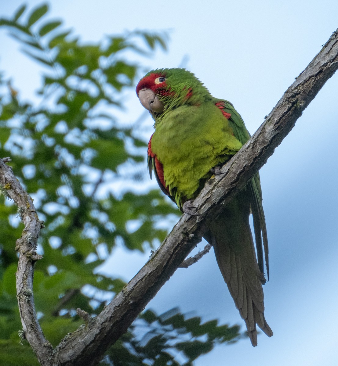 Guayaquil Papağanı - ML592255171