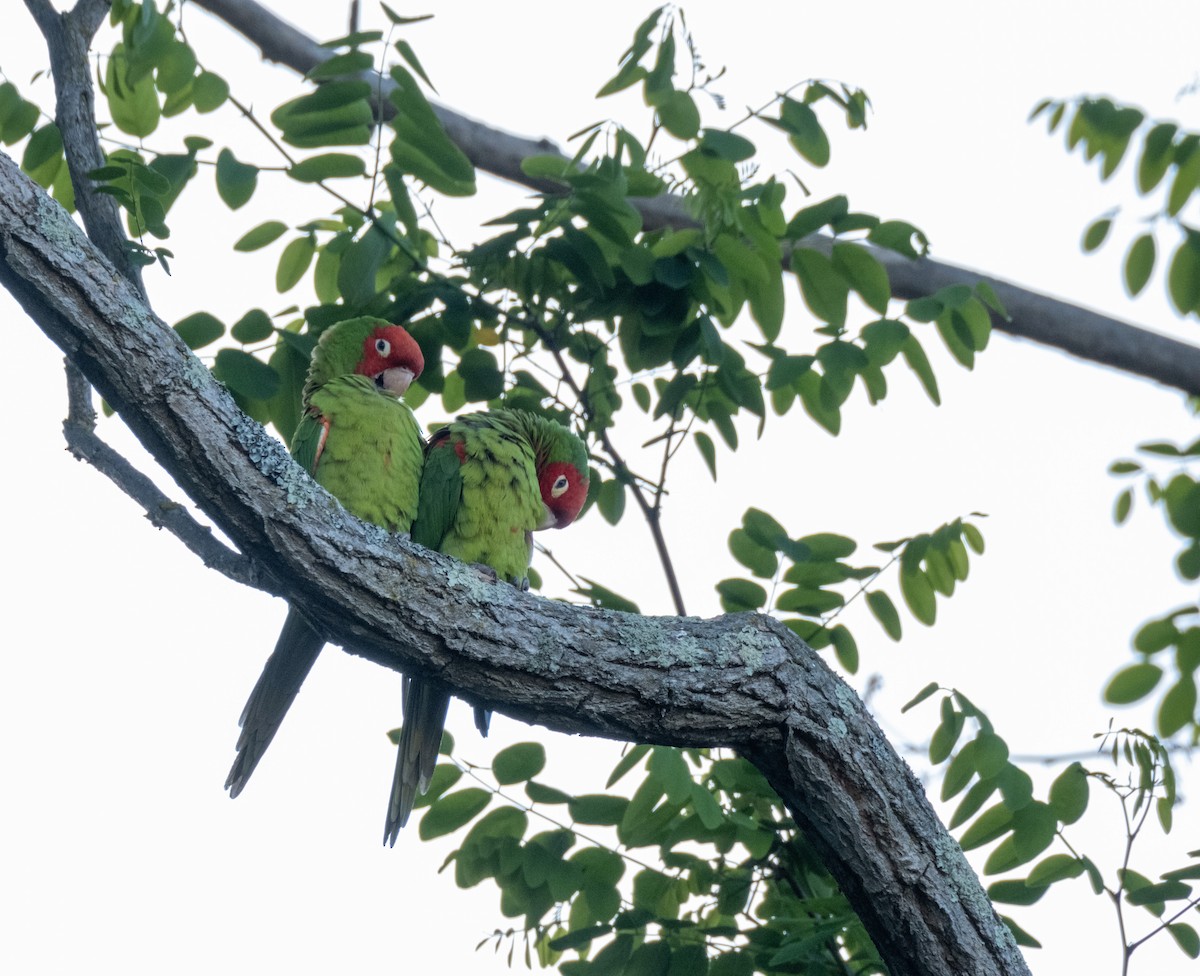 Guayaquil Papağanı - ML592255181