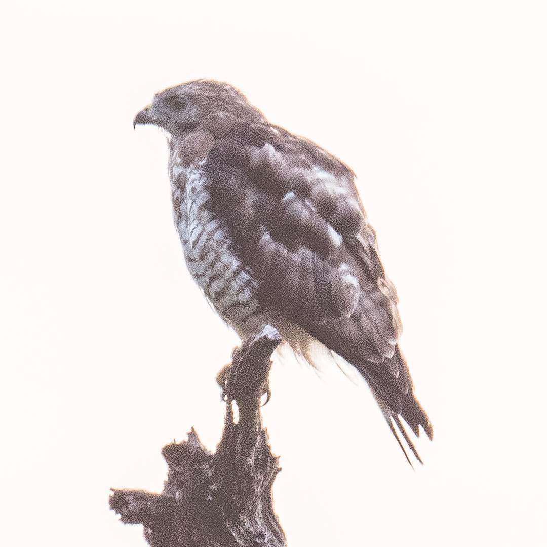 Broad-winged Hawk - ML592255351