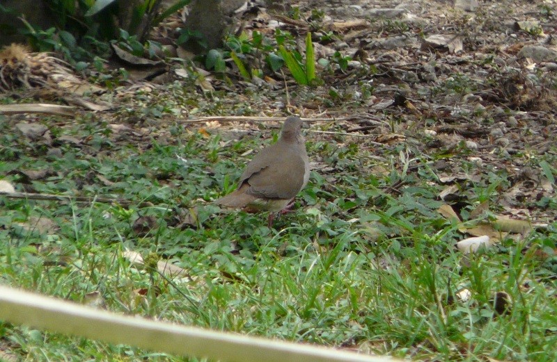 Gray-headed Dove - ML59225571