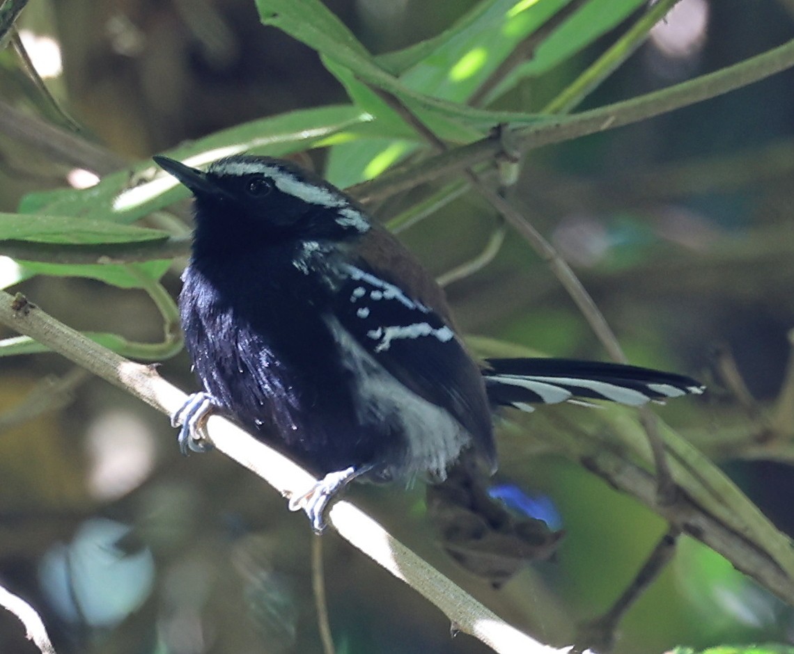 Serra Antwren (Serra) - ML592257121