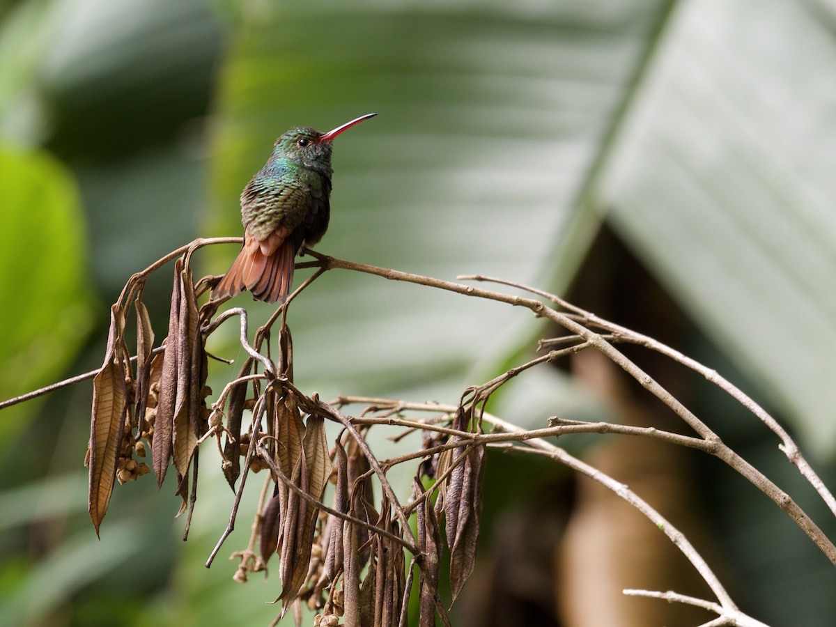 Rufous-tailed Hummingbird - ML592257341