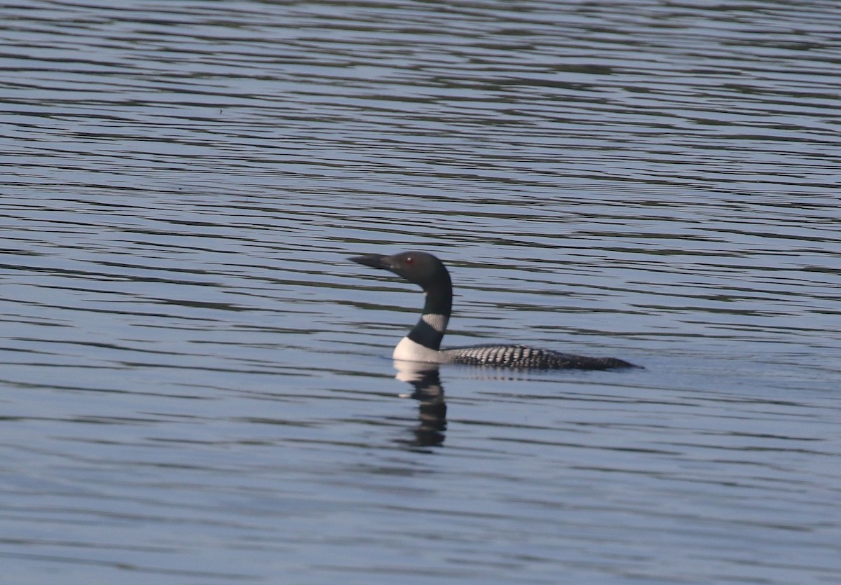 Plongeon huard - ML592258781