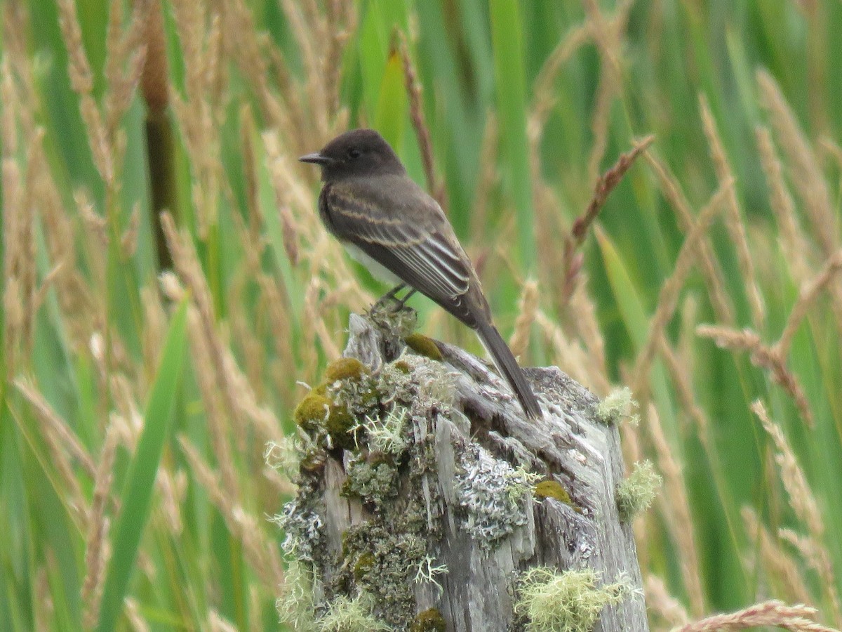 Black Phoebe - ML592259441