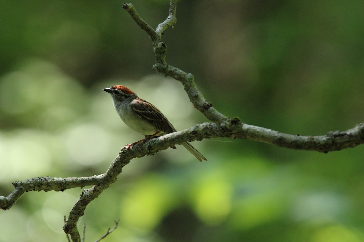Chipping Sparrow - ML592260461