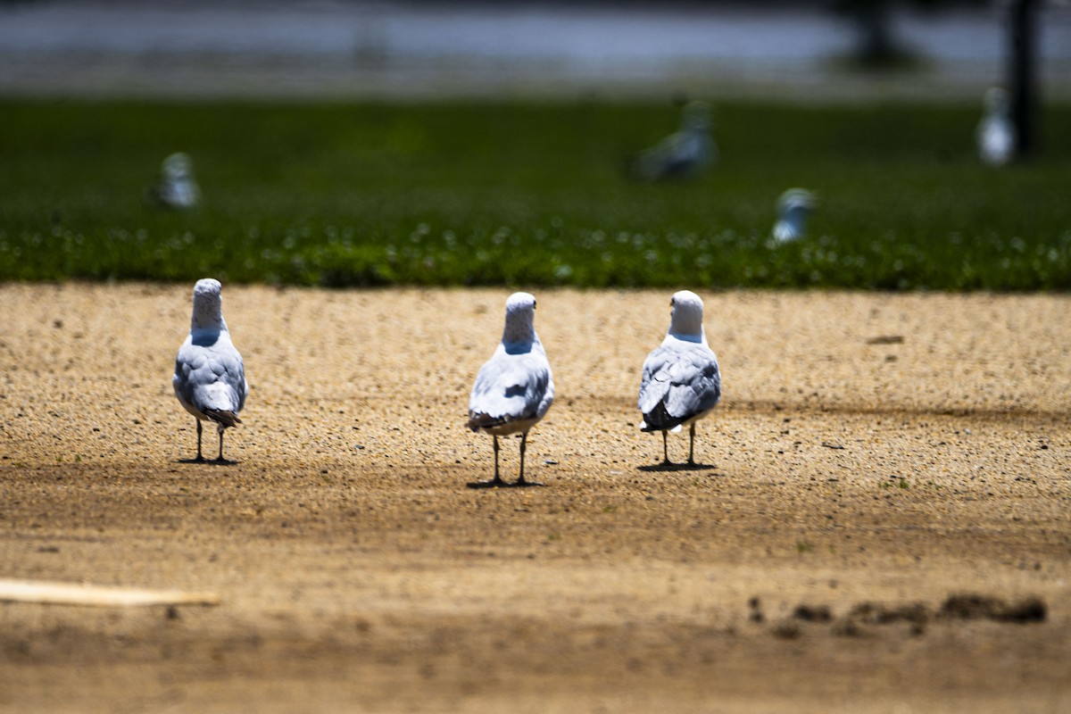 Ring-billed Gull - ML592260531