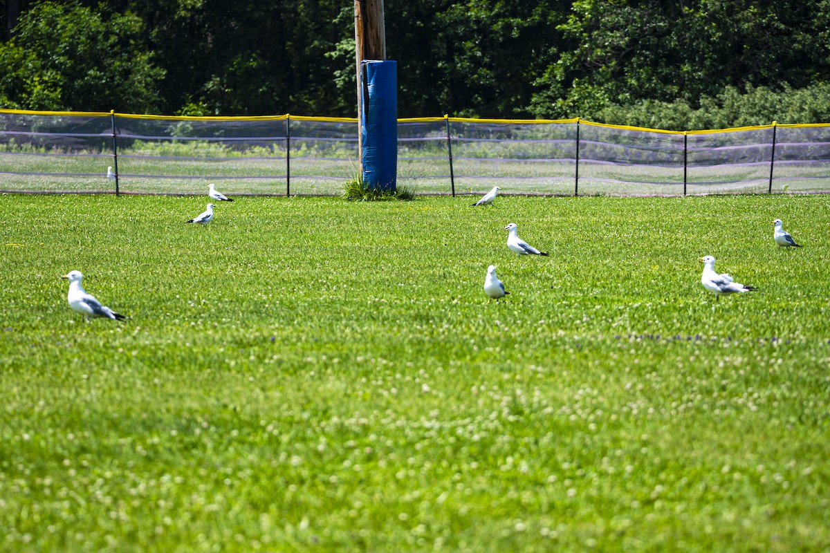 Ring-billed Gull - Christy Hyman