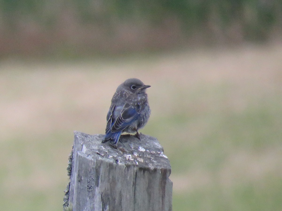 Western Bluebird - ML592262021