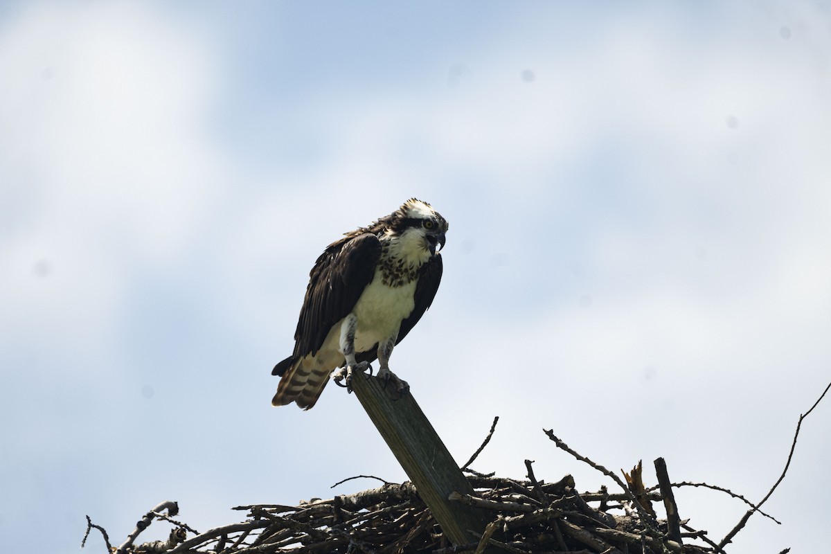 Osprey - ML592262111