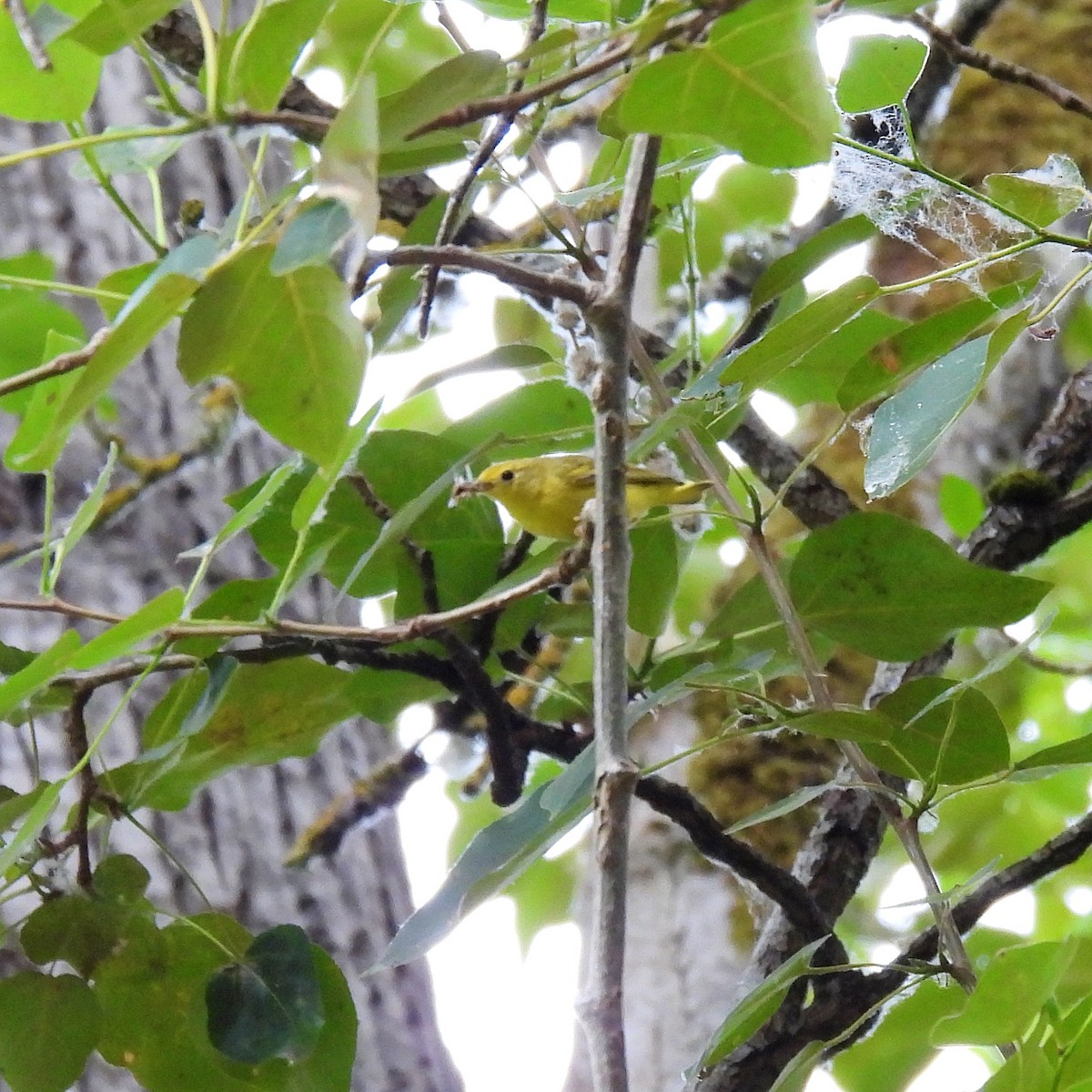 Yellow Warbler - ML592262161