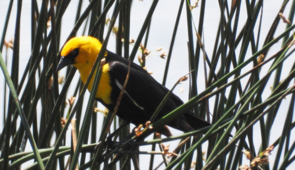 Yellow-headed Blackbird - ML592262581