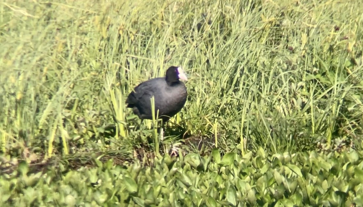 Eurasian Coot - ML592263161