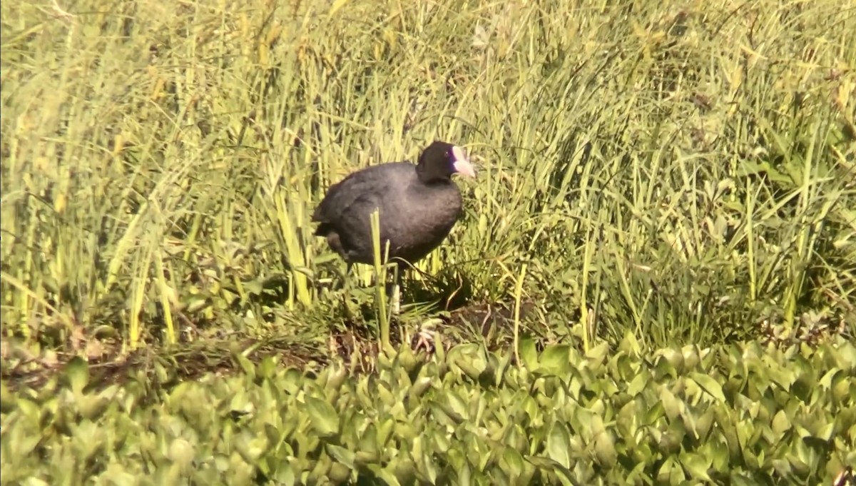 Eurasian Coot - ML592263171