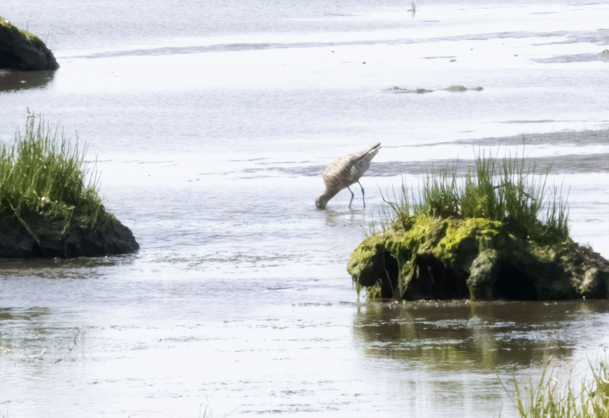 Hudsonian Godwit - ML592263251