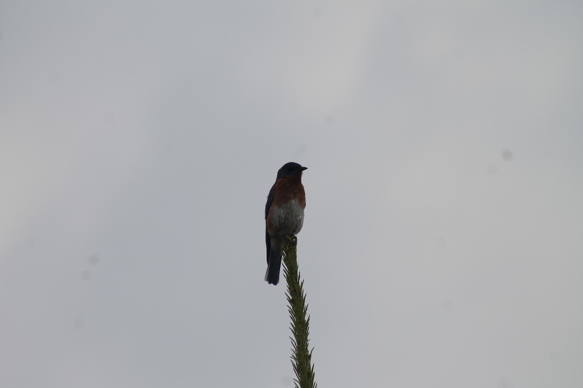 Eastern Bluebird - ML592263421